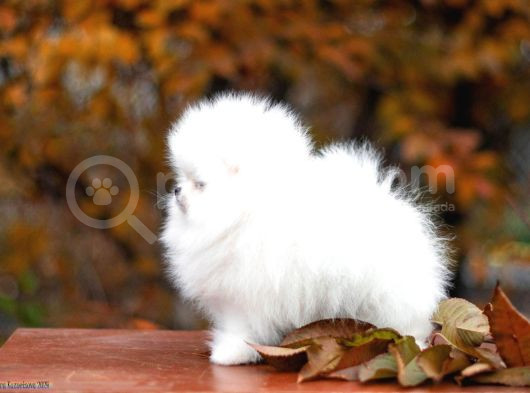 Garantili Pomeranian Boo Karta Taksitle görsel