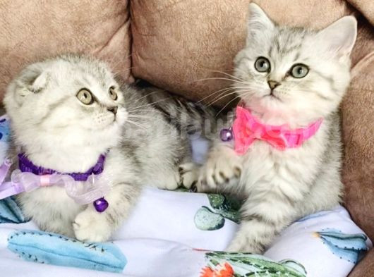 Yok Kafalı Silver Scotısh Yavrualrım görsel
