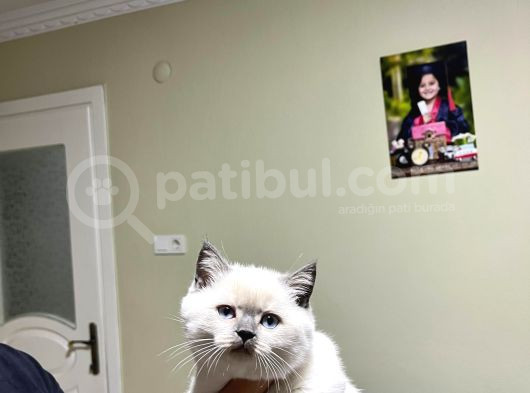 A Kali̇te Bri̇ti̇sh Shorthai̇r Blupoi̇nt Yavrularimiz görsel