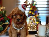 Güzel yavrum maltipoo