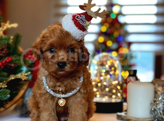 Güzel Yavrum Maltipoo
