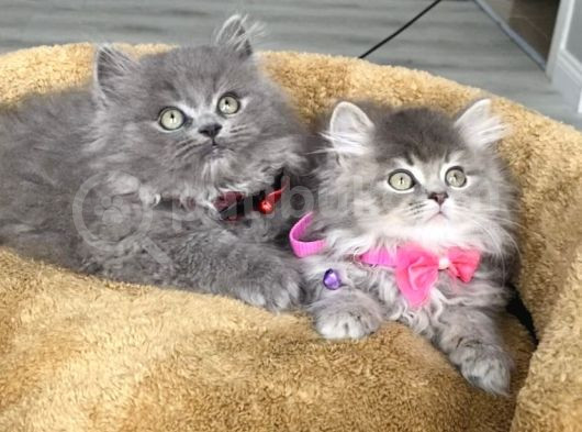 A Kalite British Longhair Yavrularım görsel