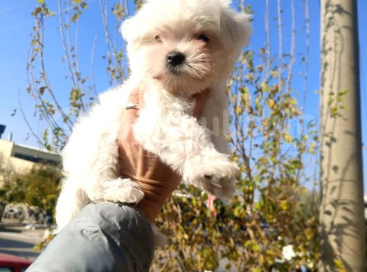 Kilo Garantili Maltese Yavrularım görsel