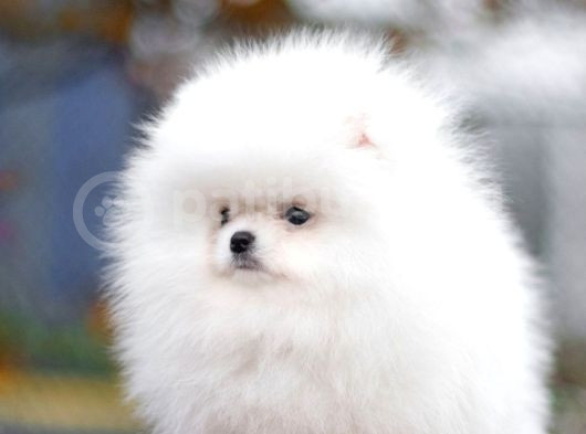 Garantili Pomeranian Boo Karta Taksitle görsel