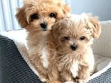 Kahve tonlu mini boy puppy sevimli  MALTİPO CİNSİ