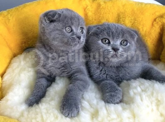 Üst Kalite Blue Scotısh Fold Yavrularım görsel