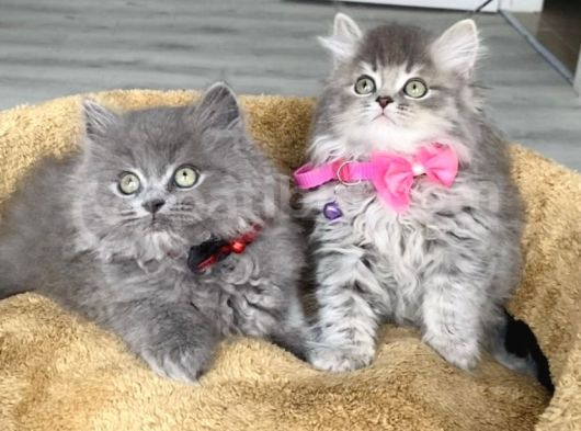A Kalite British Longhair Yavrularım