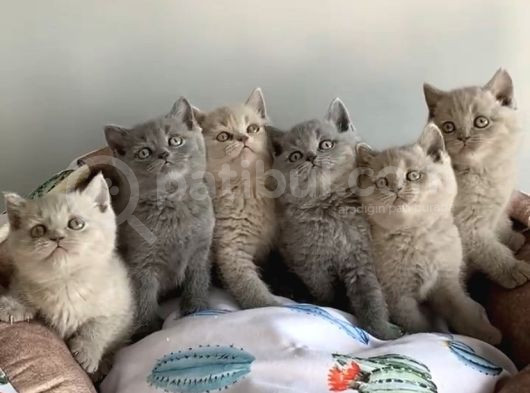 Show Kalite Blue Lilac Brıtısh Shorthair