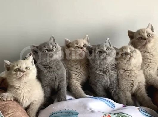 Show Kalite Blue Lilac Brıtısh Shorthair görsel