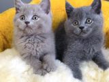 Blue-Lilac-Bluepoınt Brıtısh Shorthair Yavrularım