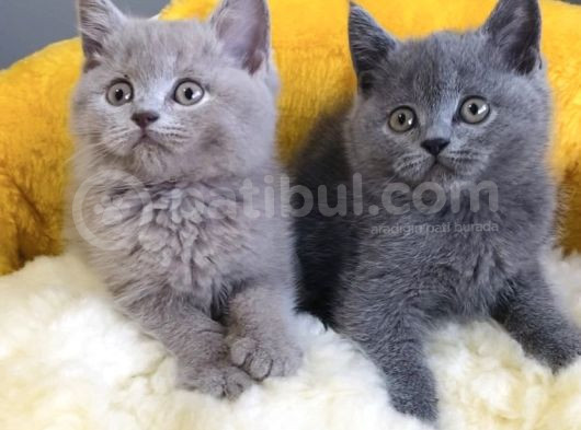 Blue-Lilac-Bluepoınt Brıtısh Shorthair Yavrularım görsel