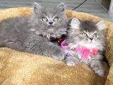 A Kalite British Longhair Yavrularım