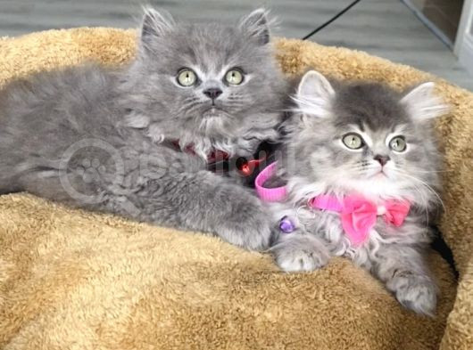 A Kalite British Longhair Yavrularım görsel