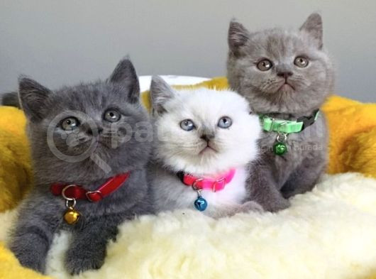 Blue-Lilac-Bluepoınt Brıtısh Shorthair Yavrularım görsel