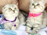 Yok kafalı silver scotısh yavrualrım