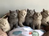 Show Kalite Blue Lilac Brıtısh Shorthair