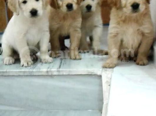Show Kali̇te Bebek Yüz Golden Yavrular görsel