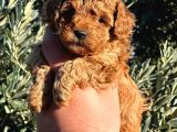 TEACUP 2 KG GARANTİSİ ALTINDA KIRMIZI RED TOOY POODLE