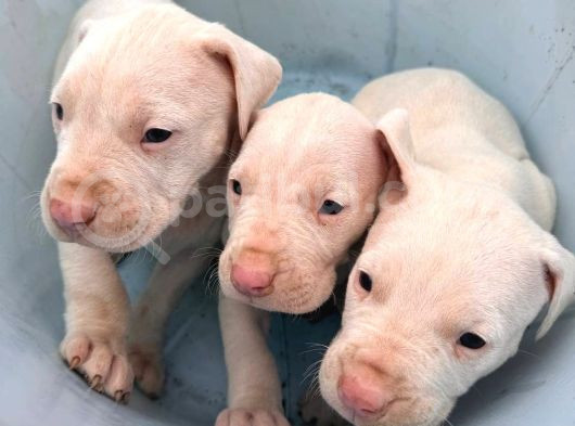 Üst Kalite Dogo Arjantin Yavrularımız İstanbul