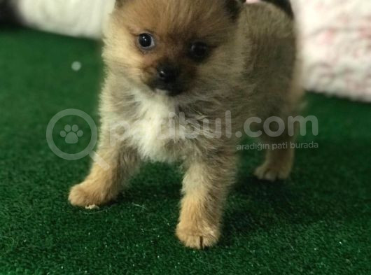 Mikro Boy Pomerani̇an Yavrularımız İstanbul Si̇li̇vri̇de görsel