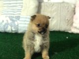 Mikro Boy Pomerani̇an Yavrularımız İstanbul Si̇li̇vri̇de