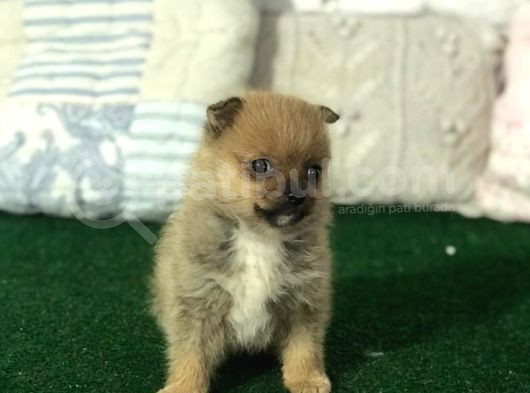 Mikro Boy Pomerani̇an Yavrularımız İstanbul Si̇li̇vri̇de görsel