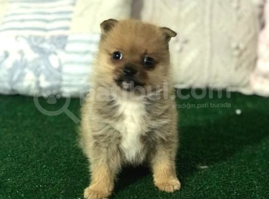 Mikro Boy Pomerani̇an Yavrularımız İstanbul Si̇li̇vri̇de