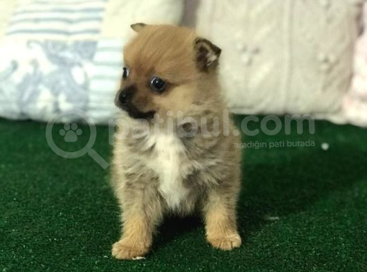 Mikro Boy Pomerani̇an Yavrularımız İstanbul Si̇li̇vri̇de görsel