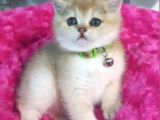 Biritiş Shorthair Golden