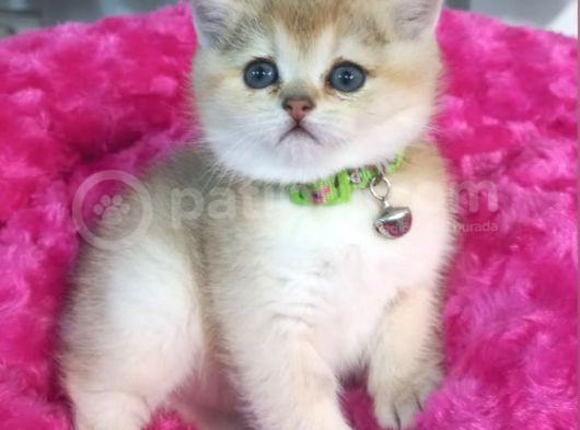 Biritiş Shorthair Golden görsel