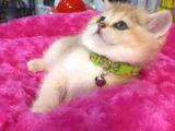 Biritiş shorthair golden