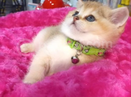 Biritiş Shorthair Golden