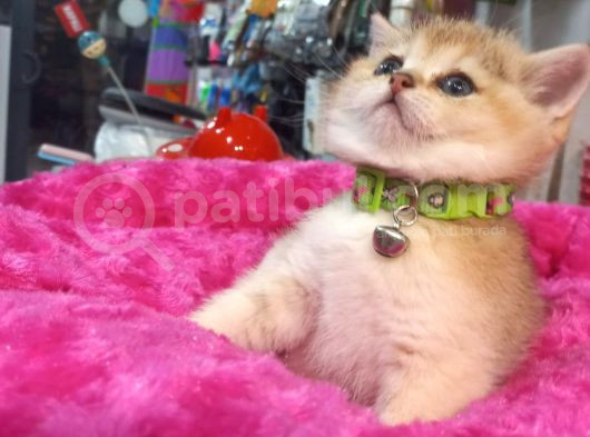 Biritiş Shorthair Golden görsel