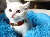 British Shorthair Kar Beyazı Yavrular