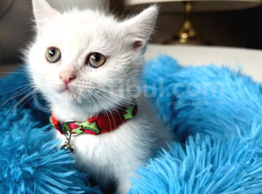 British Shorthair Kar Beyazı Yavrular görsel