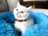 British Shorthair Kar Beyazı Yavrular
