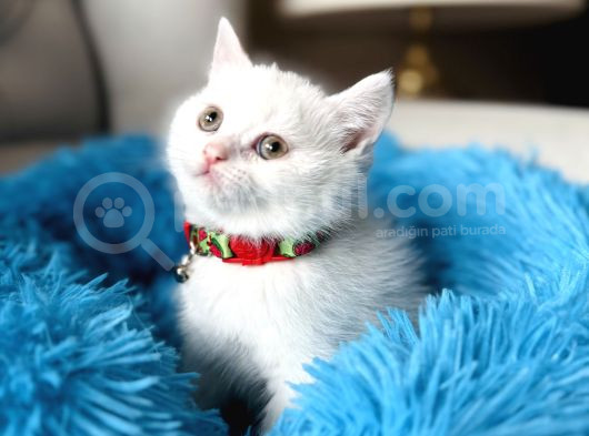 British Shorthair Kar Beyazı Yavrular görsel