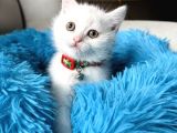 British Shorthair Kar Beyazı Yavrular