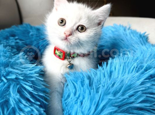 British Shorthair Kar Beyazı Yavrular