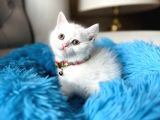 British Shorthair Kar Beyazı Yavrular