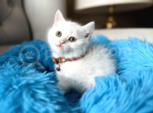 British Shorthair Kar Beyazı Yavrular görsel