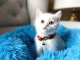 British Shorthair Kar Beyazı Yavrular