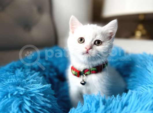 British Shorthair Kar Beyazı Yavrular görsel