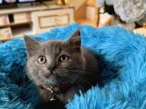 British Shorthair Gri Yavrular