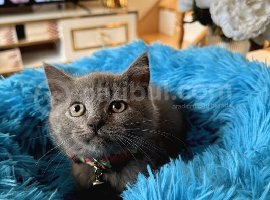 British Shorthair Gri Yavrular görsel