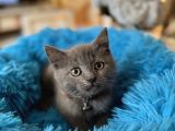 British Shorthair Gri Yavrular