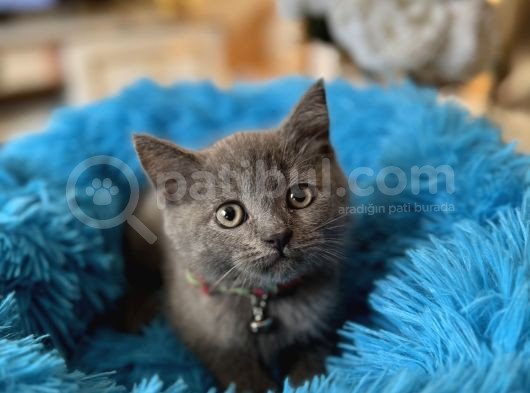 British Shorthair Gri Yavrular görsel
