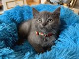 British Shorthair Gri Yavrular