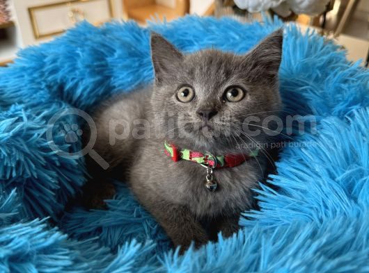 British Shorthair Gri Yavrular