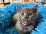 British Shorthair Gri Yavrular